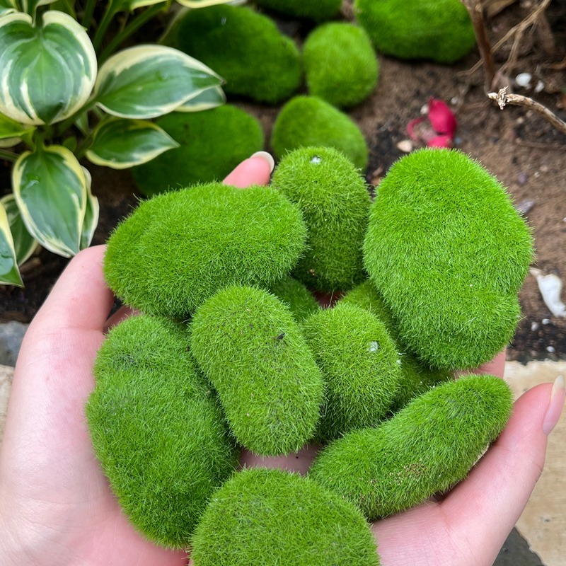 5/30pcs Simulation Moss Stone  - Terrarium Moss Art review and price